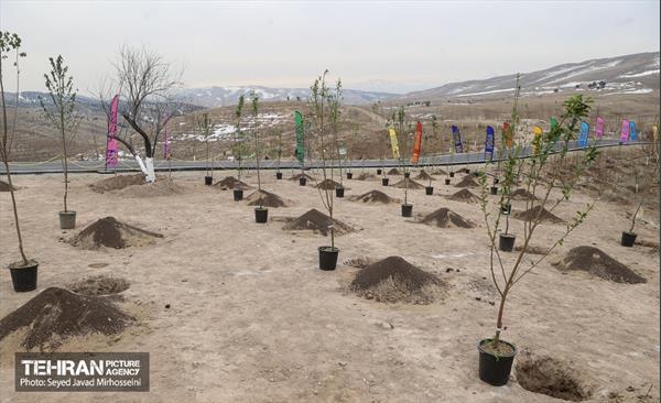 آیین روز درخت‌کاری و پایان پروژه کاشت ۲۵۰۰ هکتار کمربند سبز پایتخت  61