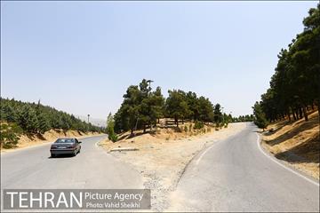 بوستان جنگلی یاس فاطمی 27