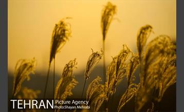 پاییز اراضی عباس آباد 16