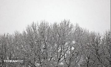 بارش نخستین برف زمستانی در تهران 2