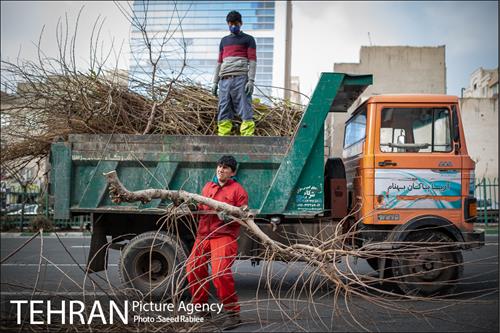 آغاز فصل هرس درختان 22