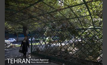 بلوار کشاورز 13