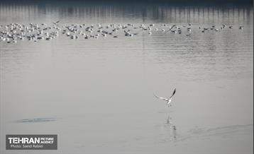 پرندگان مهاجر دریاچه چیتگر 24