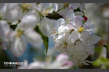 هوای بهاری منطقه 5 13