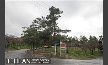 تعطیلی بوستان جنگلی سرخه حصار به منظور پیشگیری از شیوع ویروس کرونا 17