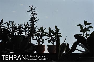 نمایشگاه بین المللی گل و گیاه 13
