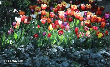 بازدید اصحاب رسانه از باغ ایرانی 15