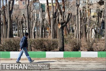 عملیات هرس درختان درمعابر و بوستانهای مناطق تهران 15