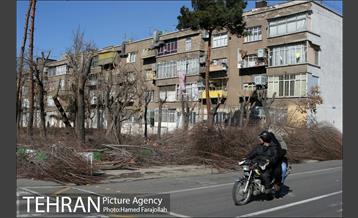 عملیات هرس درختان درمعابر و بوستانهای مناطق تهران 10