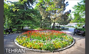رویش گل های لاله در بوستان ملت 12