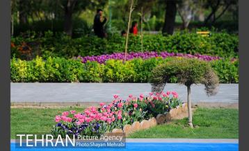 رویش گل های لاله در پارک شهر 7
