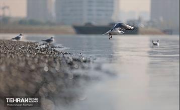 کوچ پرندگان مهاجر به دریاچه شهدای خلیج‌فارس 46