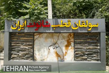 فصل برداشت توت از باغات سولقان 1