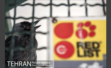 باغ پرندگان تهران 45