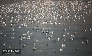 پرندگان مهاجر دریاچه چیتگر 48