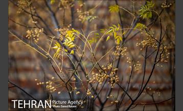 پاییز زیبای پایتخت- 3