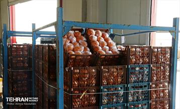 توزیع میوه شب عید قیمت تنظیم بازار در میادین و بازارهای میوه و تره‌بار 16