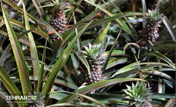 نوزدهمین نمایشگاه گل و گیاه تهران 47