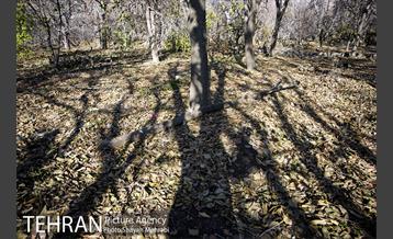 کوچه باغ های محله کن 49