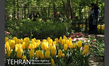 لاله های بهاری بوستان مختاری 33