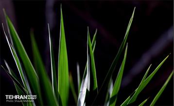 بیستمین نمایشگاه بین‌المللی گل و گیاه 65