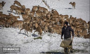 حیات وحش تهران  5