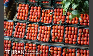 نخستین جشنواره خرمالو در روستای کشار سفلی 3
