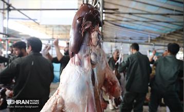 بازدید از مرکز عرضه بهداشتی دام ویژه عید قربان 35