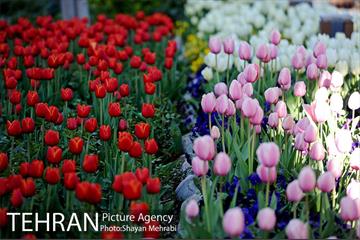 رویش گل های لاله در باغ ایرانی 40