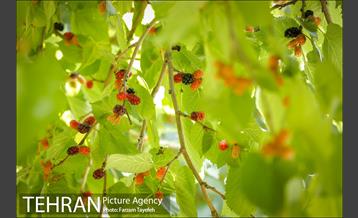 فصل برداشت توت از باغات سولقان 18