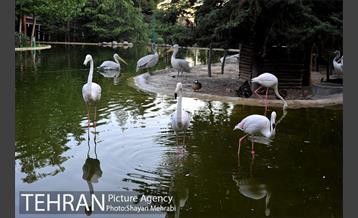 باغ پرندگان تهران 51