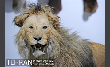 موزه طبیعت و حیات وحش دارآباد تهران 28