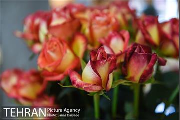 شانزدهمین نمایشگاه گل و گیاه تهران 14