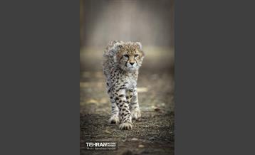 پیروز؛ پسر ایران 39