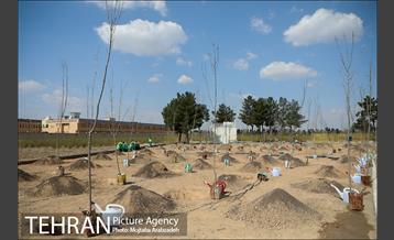 کاشت درخت میثاق در حرم امام خمینی 1