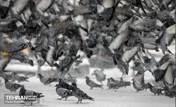 بارش برف زمستانی در شمیران  22