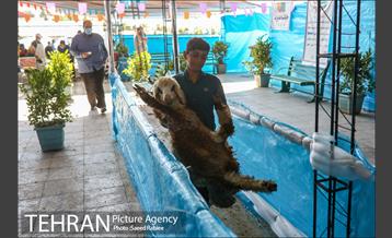 مرکز عرضه دام بهداشتی به مناسبت عید قربان در منطقه 22 تهران 25