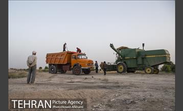 برداشت گندم در مزارع جنوب تهران‎ 7