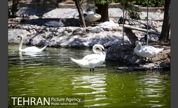 باغ وحش ارم 24