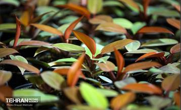نوزدهمین نمایشگاه گل و گیاه تهران 5