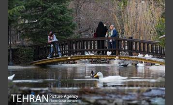 باغ پرندگان 30