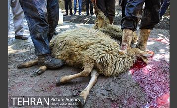 بازار فروش دام در محله طرشت به مناسبت عید قربان 9