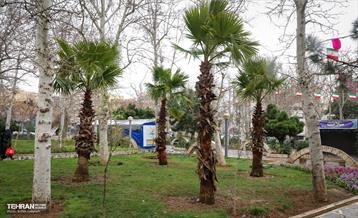 کاشت نخل های کهنسال به یاد شهدا در منطقه ۱۳