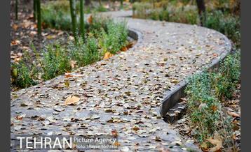 پاییز در پارک شهر 25