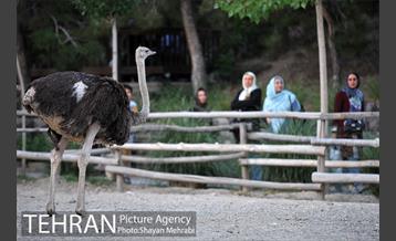 باغ پرندگان تهران 75