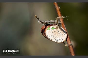 آیین غرس درخت در کوهسار با حضور معاون فرهنگی قوه قضاییه 7