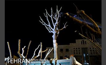 ​جا به جایی درختان گیشا به دلیل ساخت زیرگذر 17