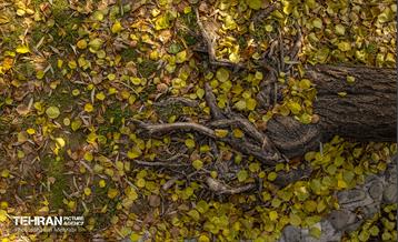 سمفونی رنگ های پاییزی - پارک لاله 4