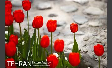 رویش گل های لاله در باغ ایرانی 5