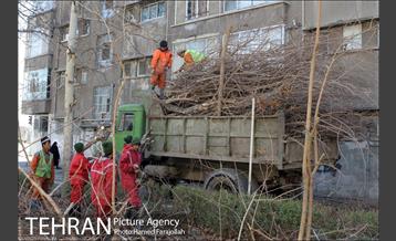 عملیات هرس درختان درمعابر و بوستانهای مناطق تهران 18